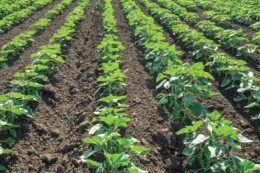 Складові ефективного ґрунтового захисту назвав фахівець