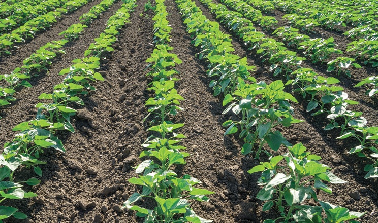 Складові ефективного ґрунтового захисту назвав фахівець