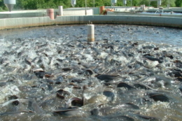 Що стримує розвиток садкової аквакультури