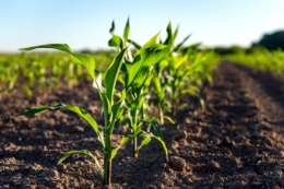 Як обрати базові гербіциди для ярих культур у сезоні – 2026