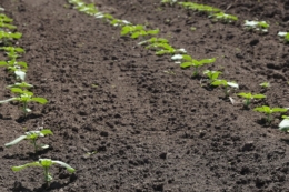 Як забезпечити ефективний гербіцидний захист кукурудзи та соняшнику на початкових фенофазах