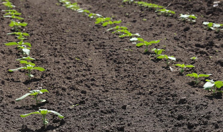 Як забезпечити ефективний гербіцидний захист кукурудзи та соняшнику на початкових фенофазах