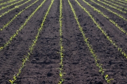 Як забезпечити базовий гербіцидний захист кукурудзи