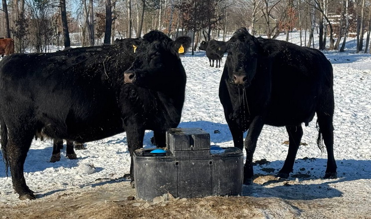 «А.ТОМ Агро» досягло 100% ідентифікації та реєстрації ВРХ