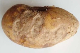 Антракноз картоплі став серйозною загрозою для українських аграріїв