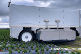 Роботи вже збирають полуницю нарівні з людьми