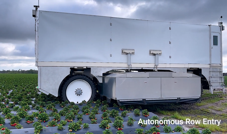 Роботи вже збирають полуницю нарівні з людьми