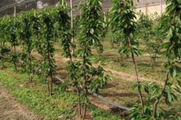 Слива та черешня на бібаумі дозволяють механізувати обрізку