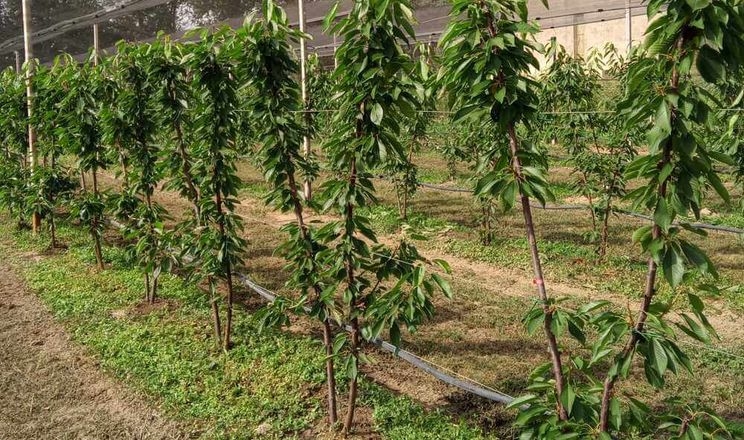 Слива та черешня на бібаумі дозволяють механізувати обрізку