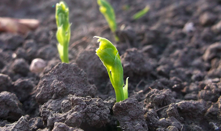 Захист посівного матеріалу гороху та нуту: інвестиція в майбутнє агровиробництва