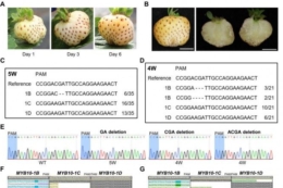 Вчені створили білу полуницю за допомогою редагування одного гена