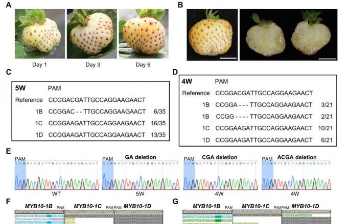 Вчені створили білу полуницю за допомогою редагування одного гена