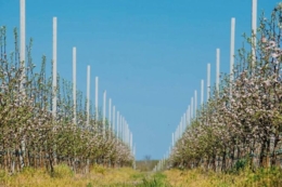Садівники відмовляються від грантів через бюрократію та зміну ринків