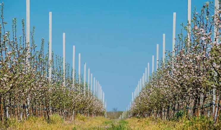 Садівники відмовляються від грантів через бюрократію та зміну ринків