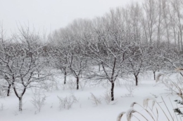 Кісточкові постраждали від великих морозів цієї зими