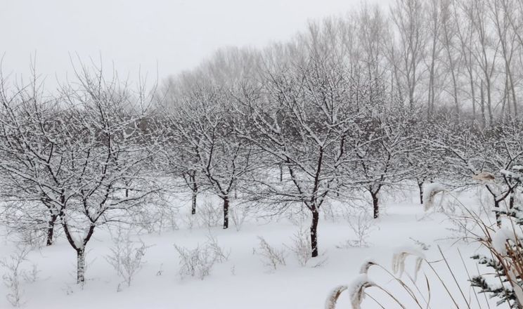 Кісточкові постраждали від великих морозів цієї зими