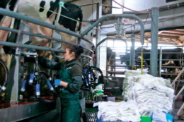 Профілактика маститу в корів: основні правила