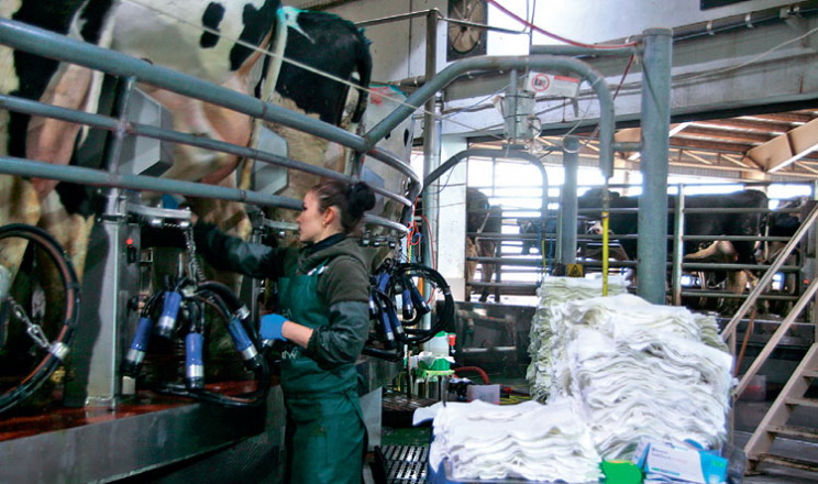 Профілактика маститу в корів: основні правила