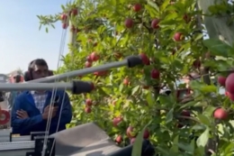 Американські вчені розробили робота з двома «руками» для збору яблук