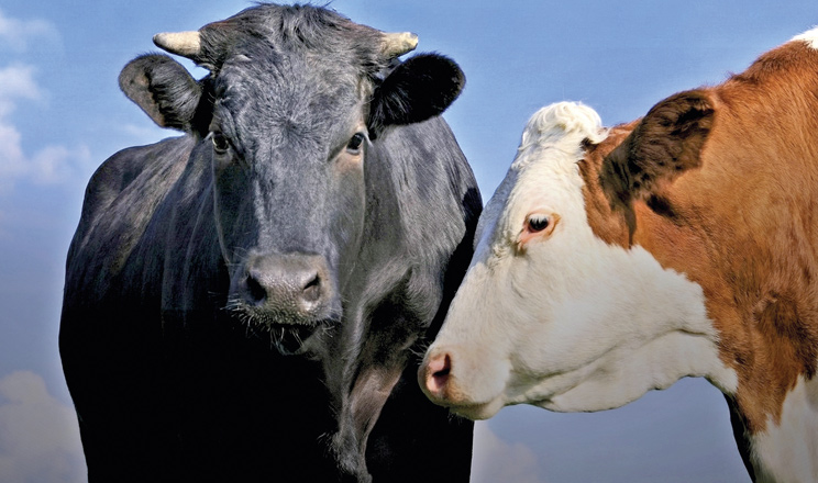 Система, а не процедура