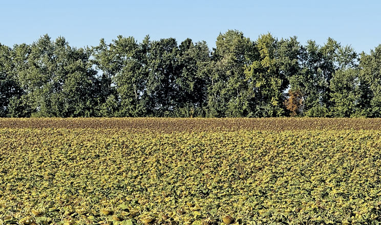 Здолати водний стрес