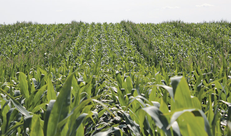 Професійний підхід — гарантія успіху