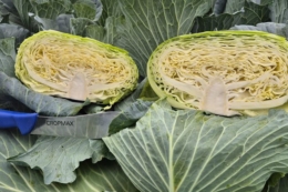 Нідерландська компанія представила гібрид плескатої капусти