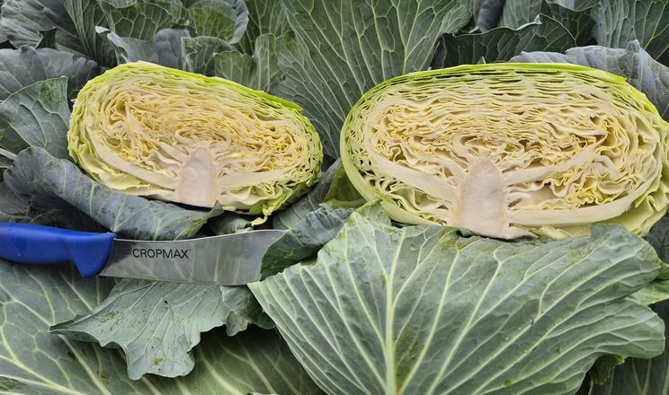 Нідерландська компанія представила гібрид плескатої капусти