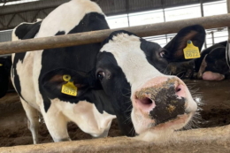 У дніпропетровському господарстві корови з Бахмута дають по 66 л молока на день