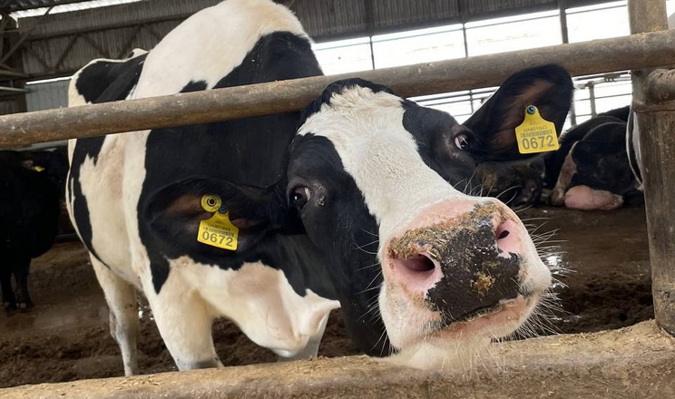 У дніпропетровському господарстві корови з Бахмута дають по 66 л молока на день