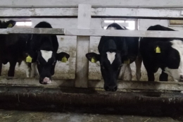 Об’ємисті корми у сухостійний період мають сягати 1,6-1,8% живої маси ВРХ