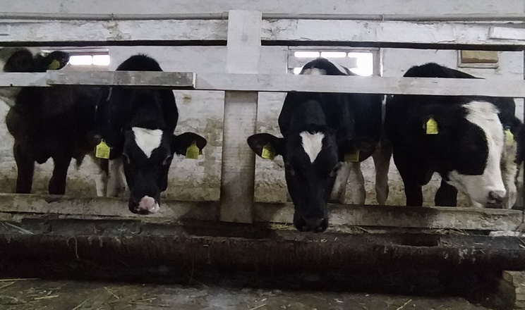 Об’ємисті корми у сухостійний період мають сягати 1,6-1,8% живої маси ВРХ