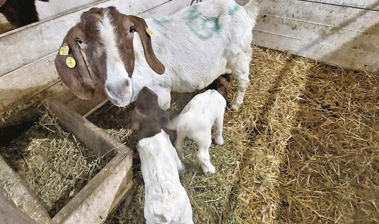 Допомоги під час окотів потребує не більше як 10% кіз