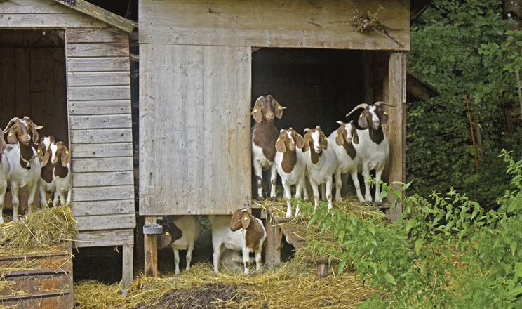 Доглядати за м’ясними козами навіть простіше, ніж за молочними