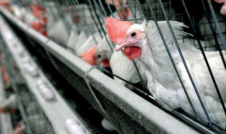 Вапняк із більшим розміром частинок у раціоні курей збільшує масу яєць