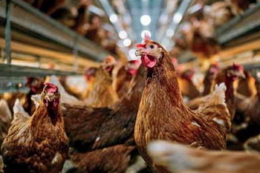 Близько 45-60% потужностей птаховиробників відповідають європейським вимогам до добробуту птиці