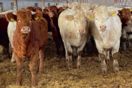 «Націонал-Плюс» почав розвивати м'ясне скотарство