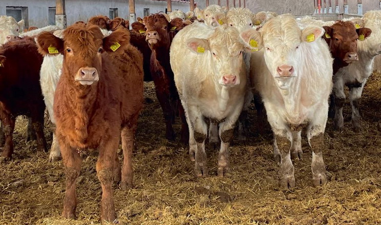 «Націонал-Плюс» почав розвивати м'ясне скотарство