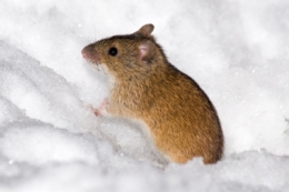 Мишоподібні гризуни виявлені на 55% обстежених посівів озимих на Харківщині