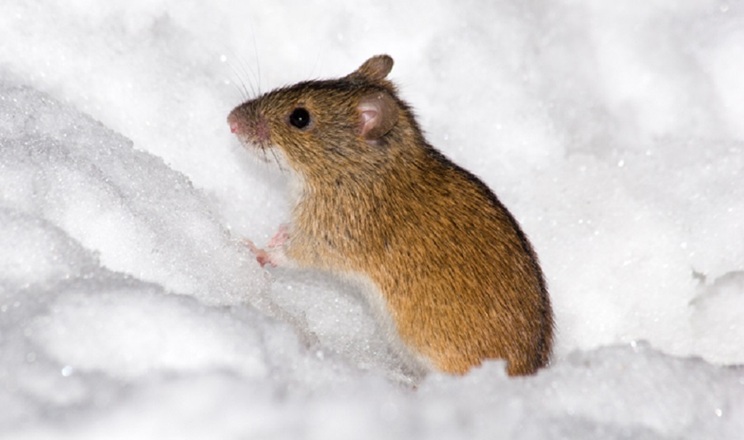 Мишоподібні гризуни виявлені на 55% обстежених посівів озимих на Харківщині