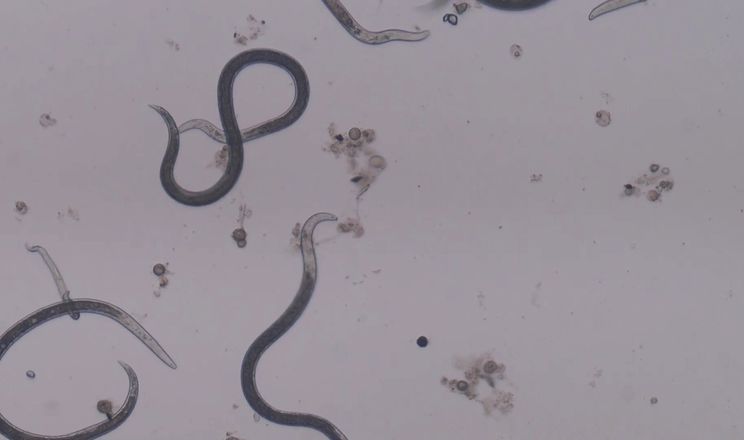 ШІ навчився розпізнавати небезпечних нематод на рівні експертів