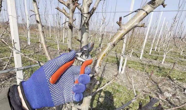 Експерт порадив, як закласти сильні квітконоси груші