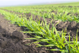 Ранжування полів за зонами продуктивності підвищило ефективність виробництва – досвід