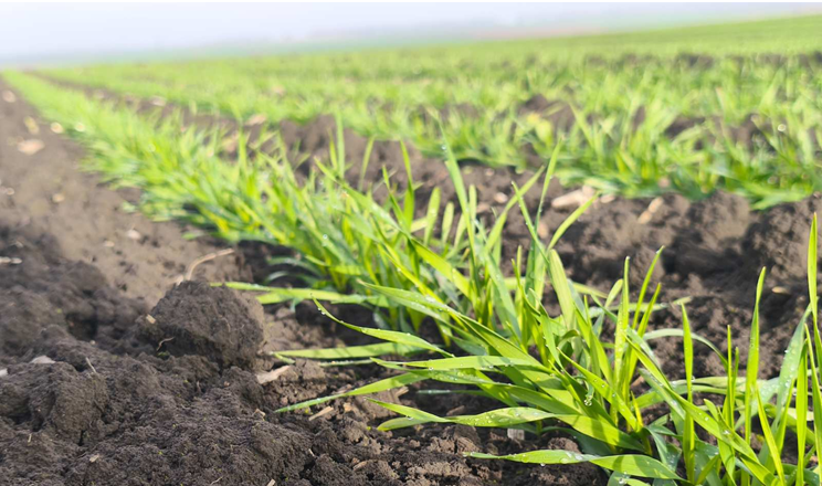 Ранжування полів за зонами продуктивності підвищило ефективність виробництва – досвід