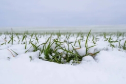 Загроза розвитку мишоподібних гризунів на полях зберігається за стабільних погодних умов
