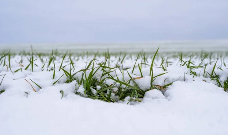 Загроза розвитку мишоподібних гризунів на полях зберігається за стабільних погодних умов