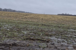 Загибель озимих фіксують в окремих господарствах Дніпропетровщини, де рослини увійшли в зиму слабкими