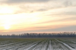 Загибелі рослин озимих після сильних морозів на Прикарпатті не зафіксували