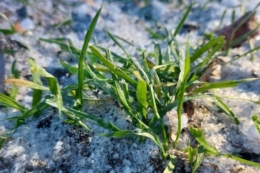 Озимі в ГК «Агрейн» успішно проходять зимовий період