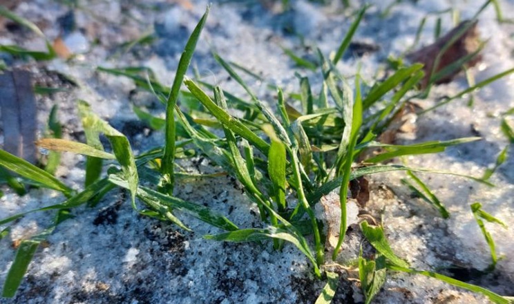 Озимі в ГК «Агрейн» успішно проходять зимовий період